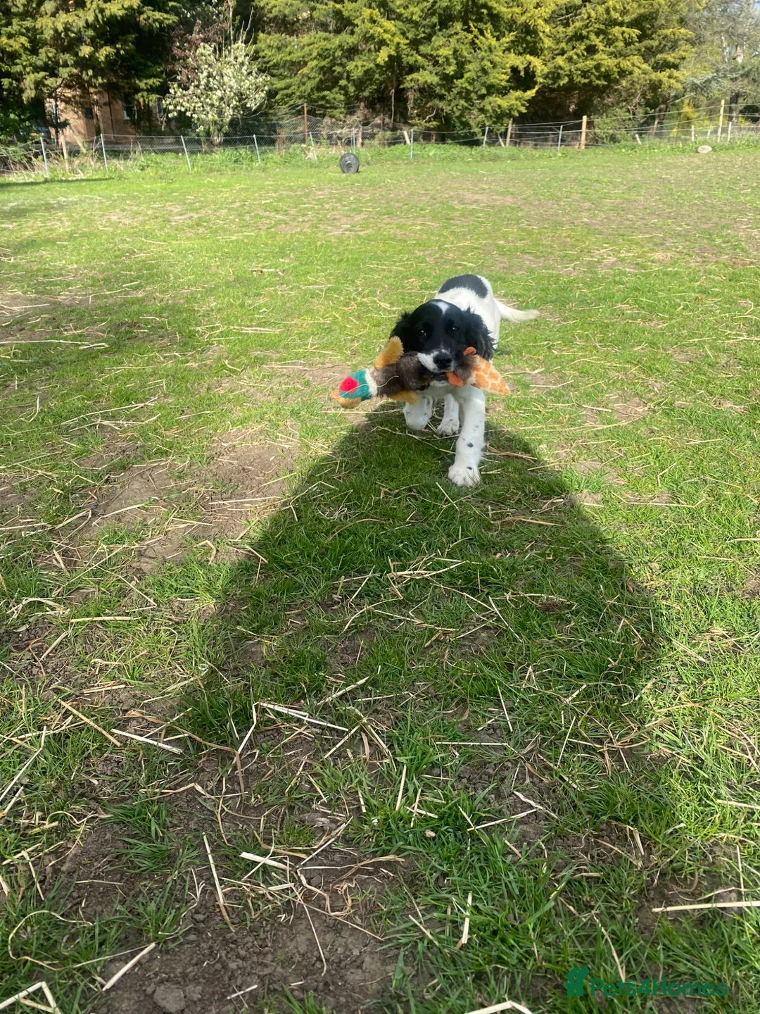 English Springer Spaniel dogs for sale: Kc reg springer spaniel bitch in Huntingdon - Advert 1