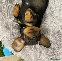Dachshund dogs - Advert 6