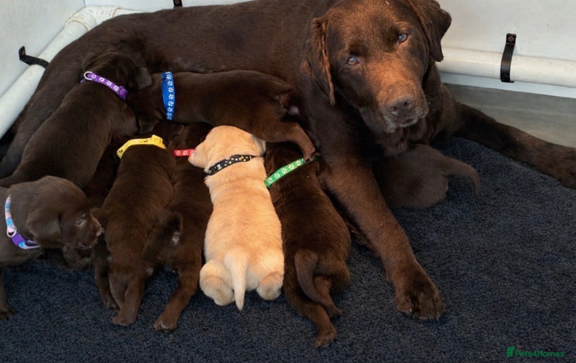 Labrador Retriever dogs KC Chocolate Labrador Puppies – 1 Yellow Boy - Advert 10