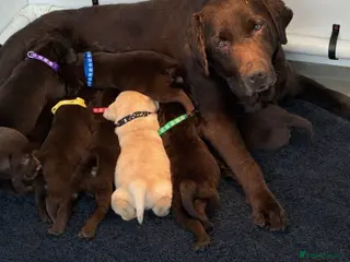 Labrador Retriever dogs KC Chocolate Labrador Puppies – 1 Yellow Boy - Advert 11