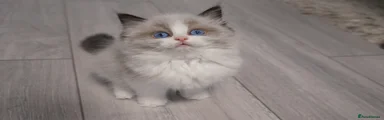 Ragdoll 4
