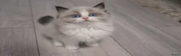Ragdoll cats for sale: Champion European R-Bloodline Ragdoll Kittens - Advert 12