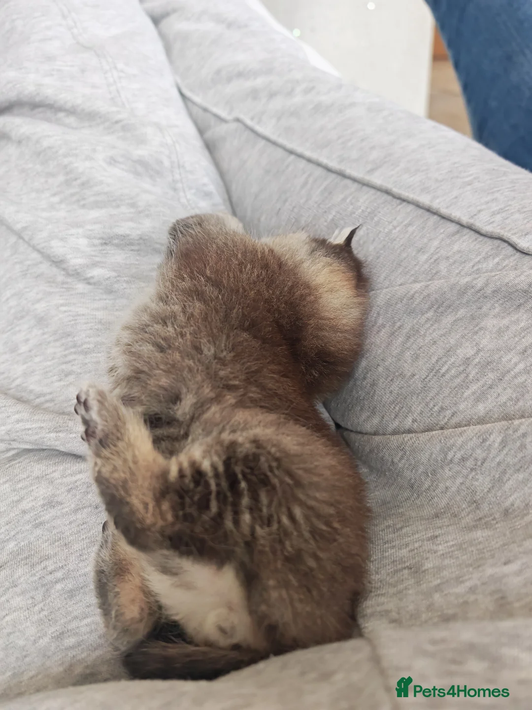 British Shorthair cats for sale: Beautiful British shorthair kittens  - Advert 10
