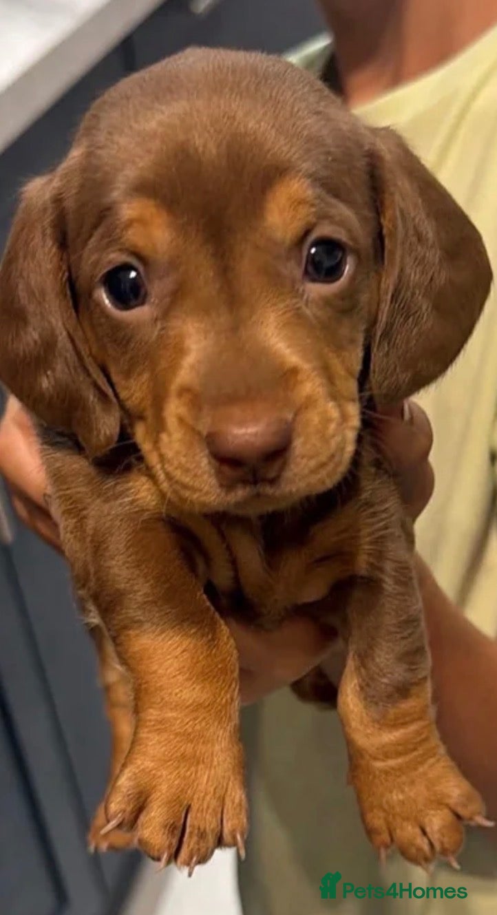 Dachshund dogs Miniature dachshund dapple - Advert 13