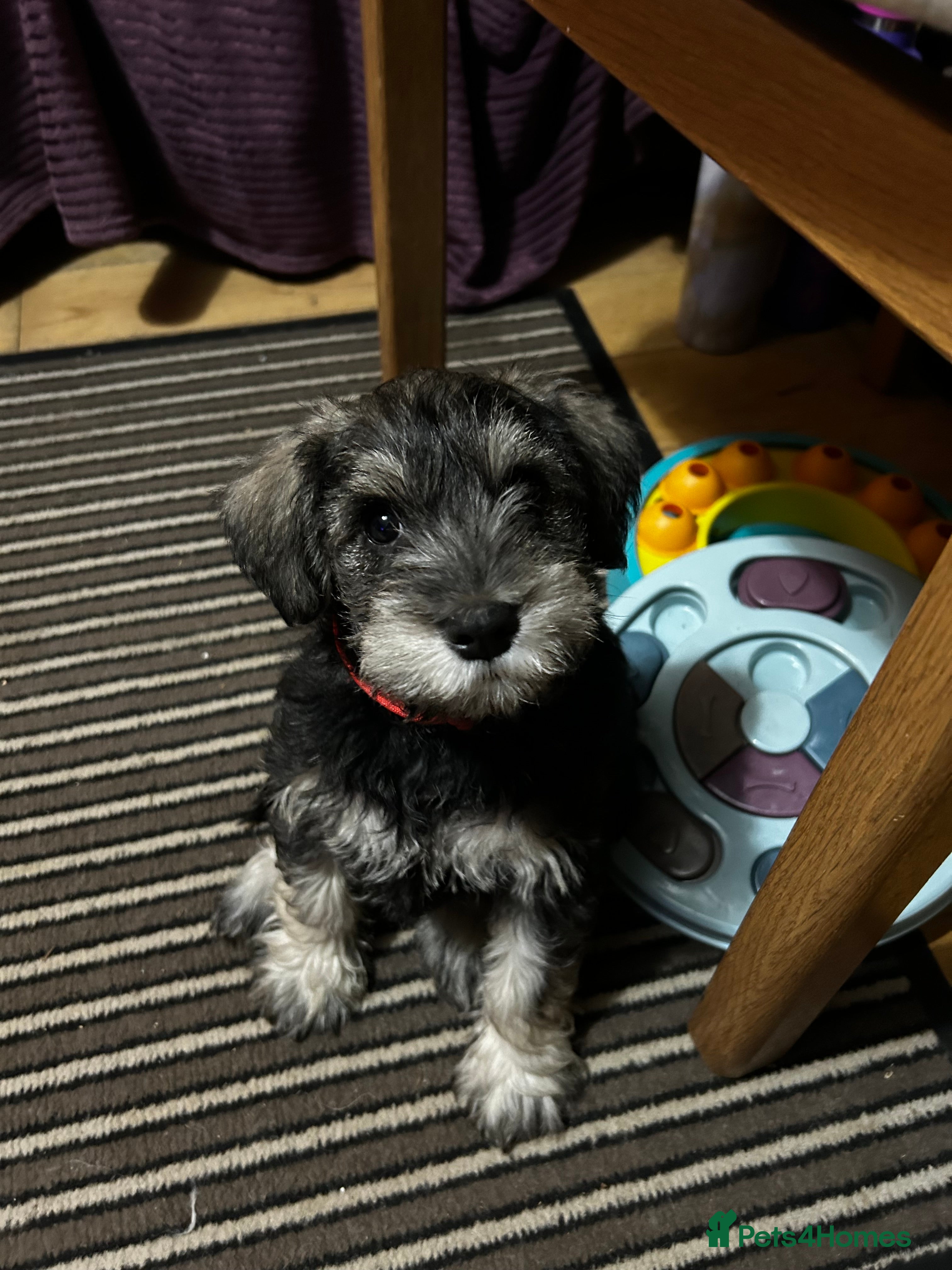 Schnoodle dogs Only 1 Beautiful  Schnauzer X Poodle. Left - Advert 2