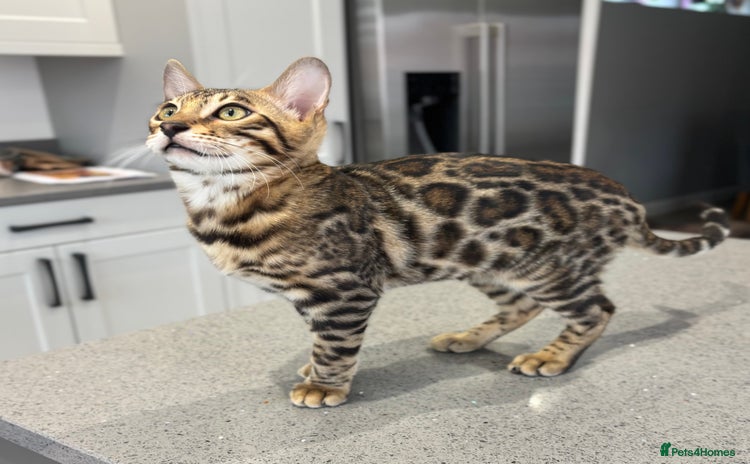 Bengal cats - Advert 5