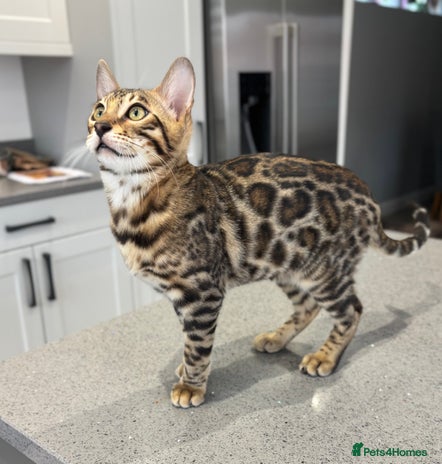 Bengal cats - Advert 6