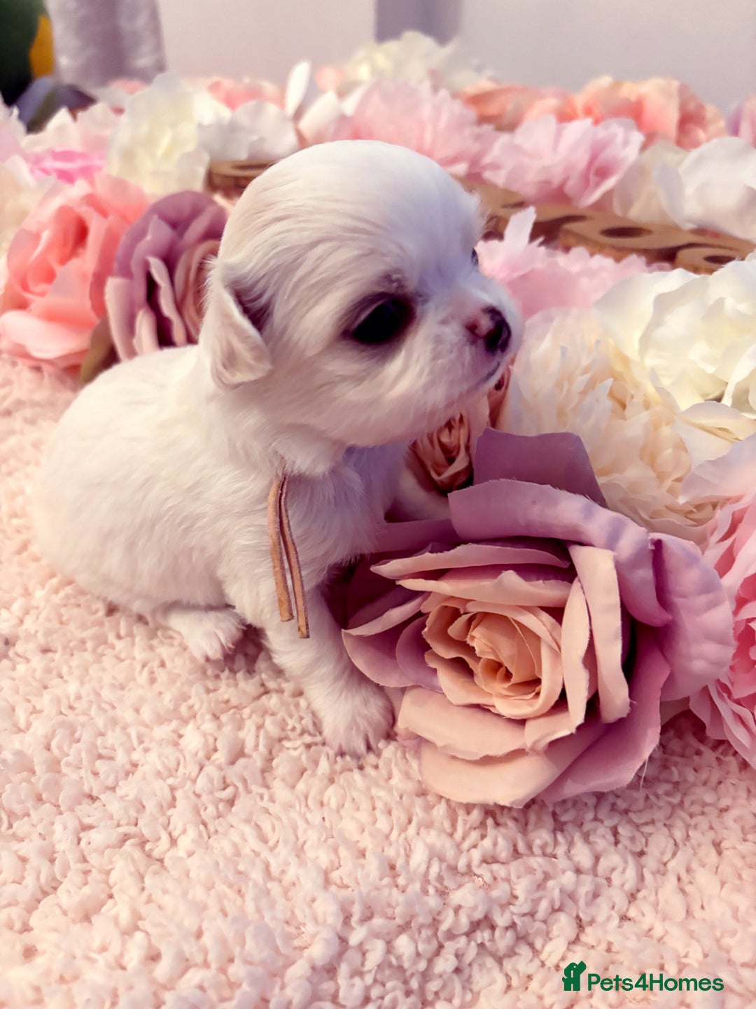 Chihuahua dogs for sale: KC registered beautiful chihuahua puppies - Advert 18