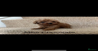 Cavapoo dogs - Advert 1
