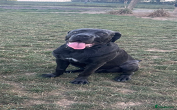 Cane Corso dogs for sale: Reggie Cane corso  - Image 5