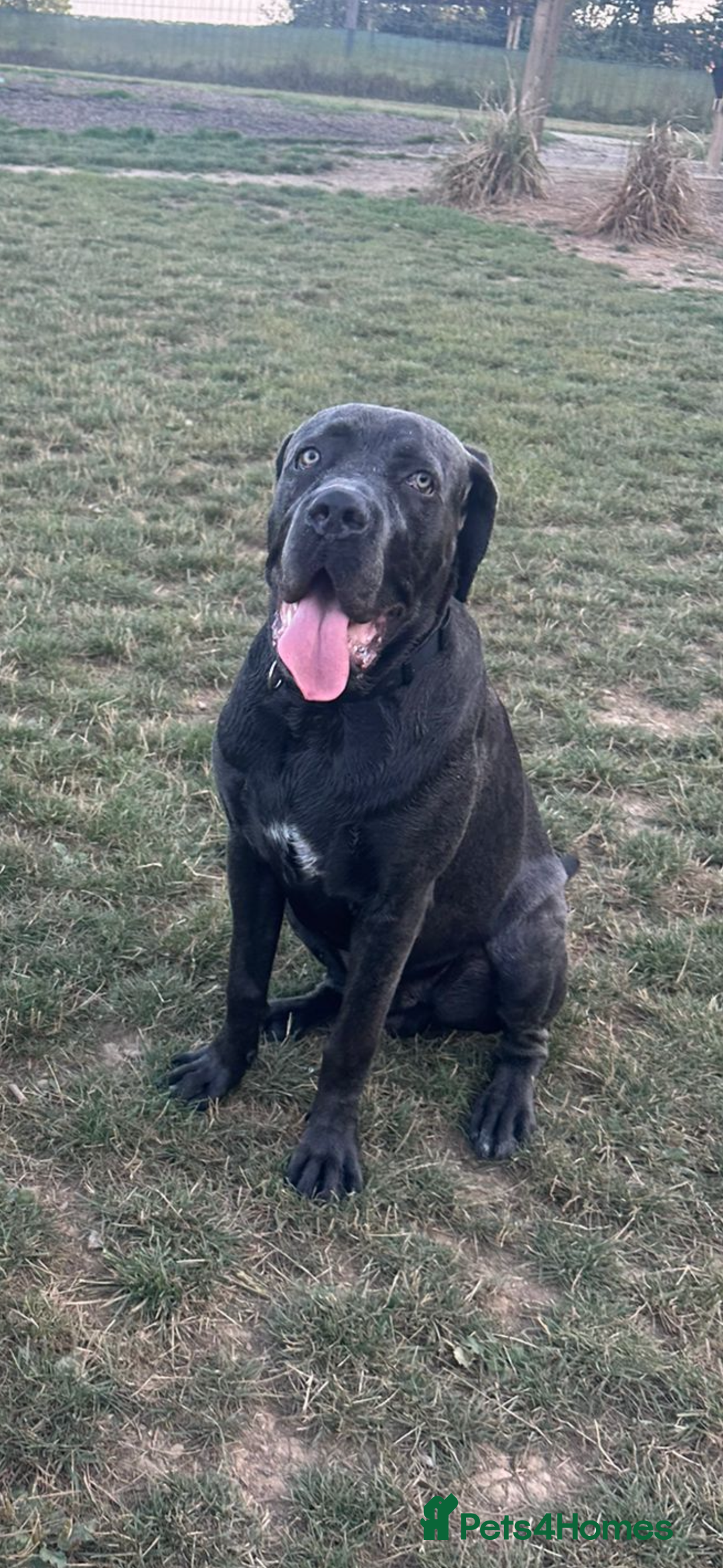 Cane Corso dogs for sale: Reggie Cane corso  - Image 5