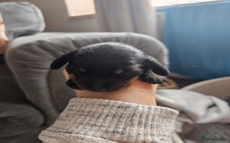 Dachshund dogs for sale: Beautiful Dachshund Puppies - Image 33