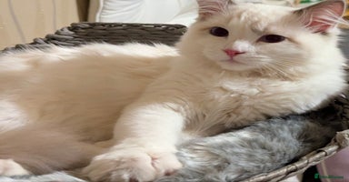 Ragdoll cats - Advert 10