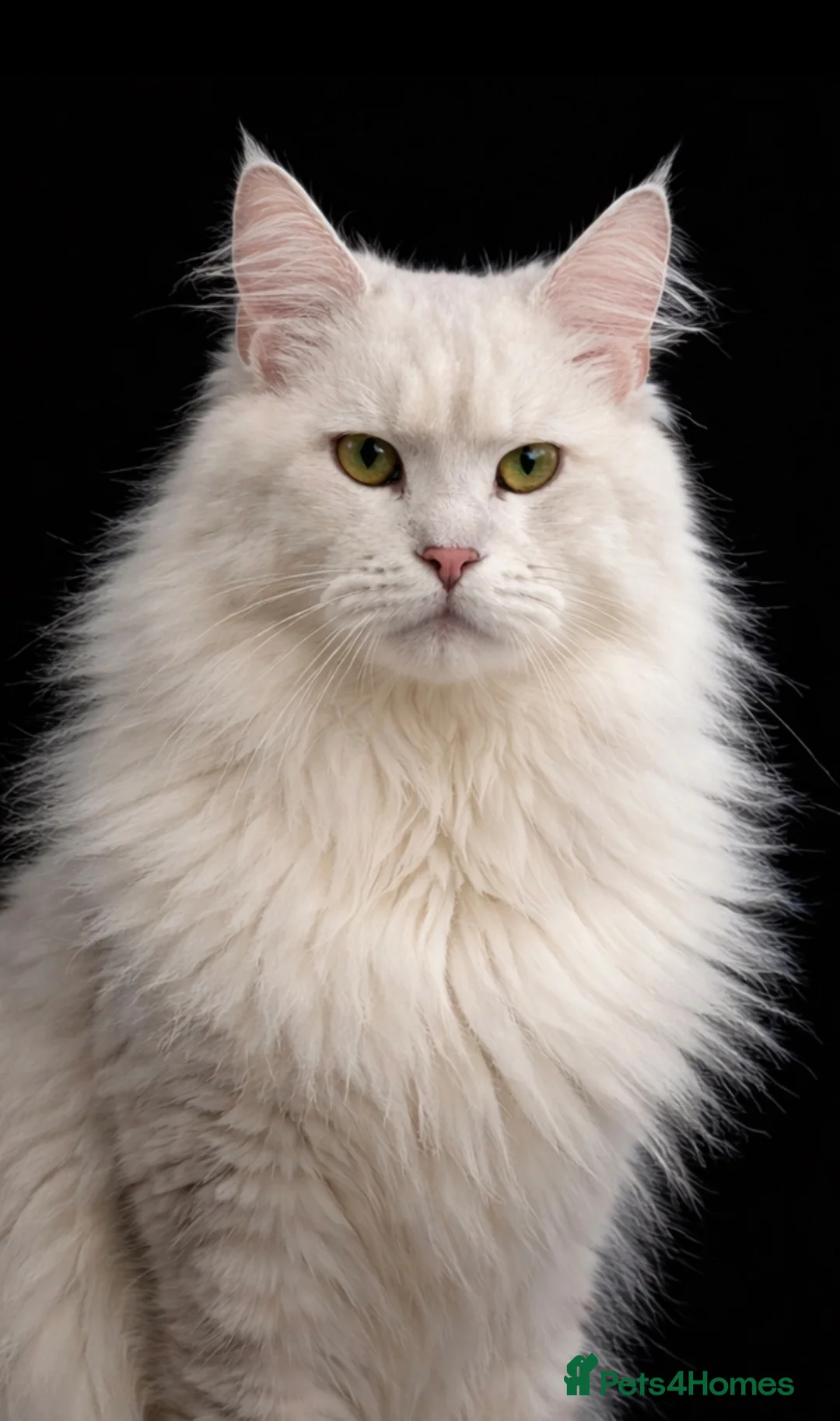 Maine Coon cats for stud: Blue silver shaded Maine coon - Advert 2