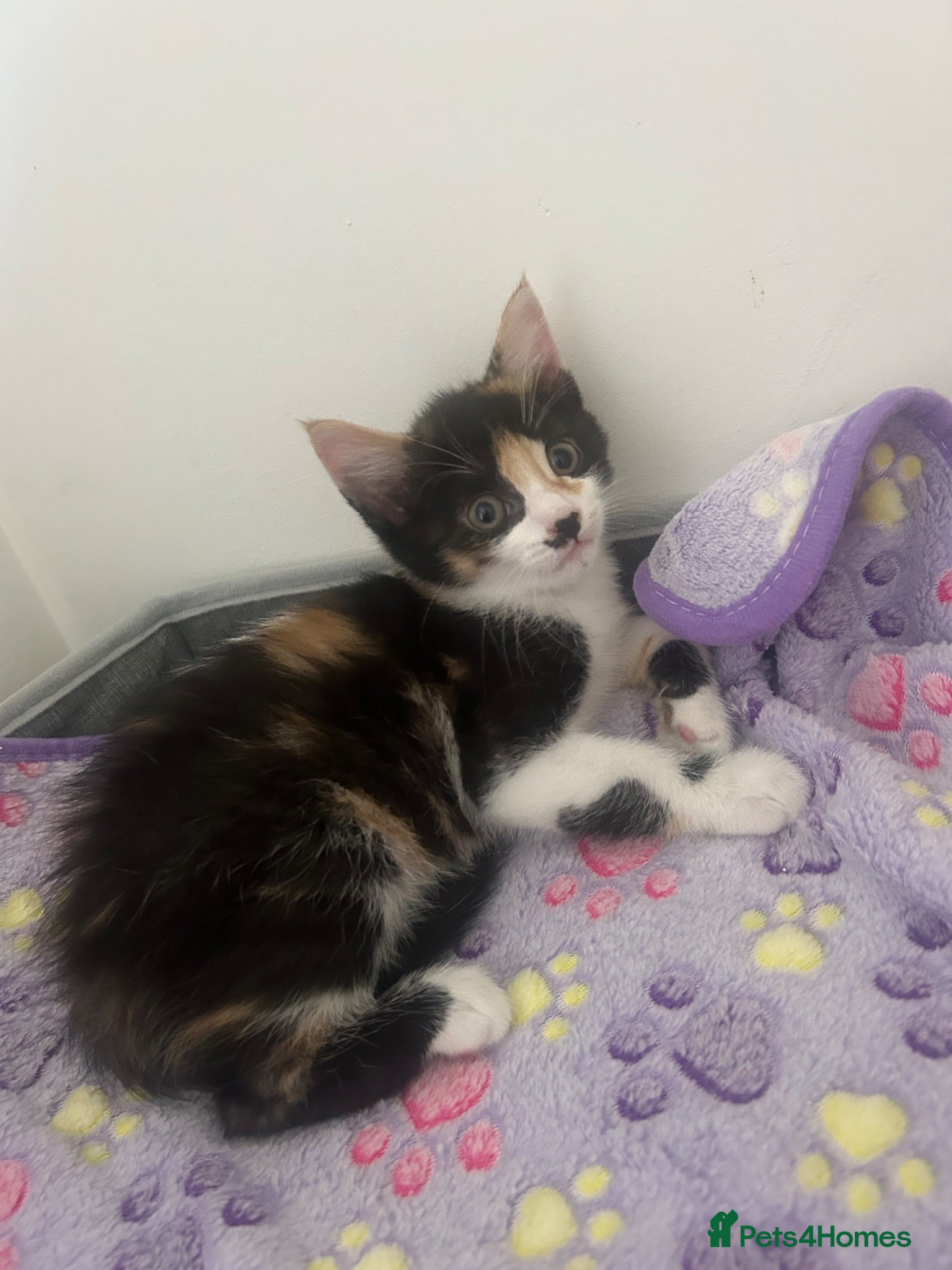 Mixed Breed cats 1 gorgeous female kitten available  - Advert 18