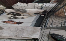 Shih Tzu dogs for sale: Shitz shu  - Image 4