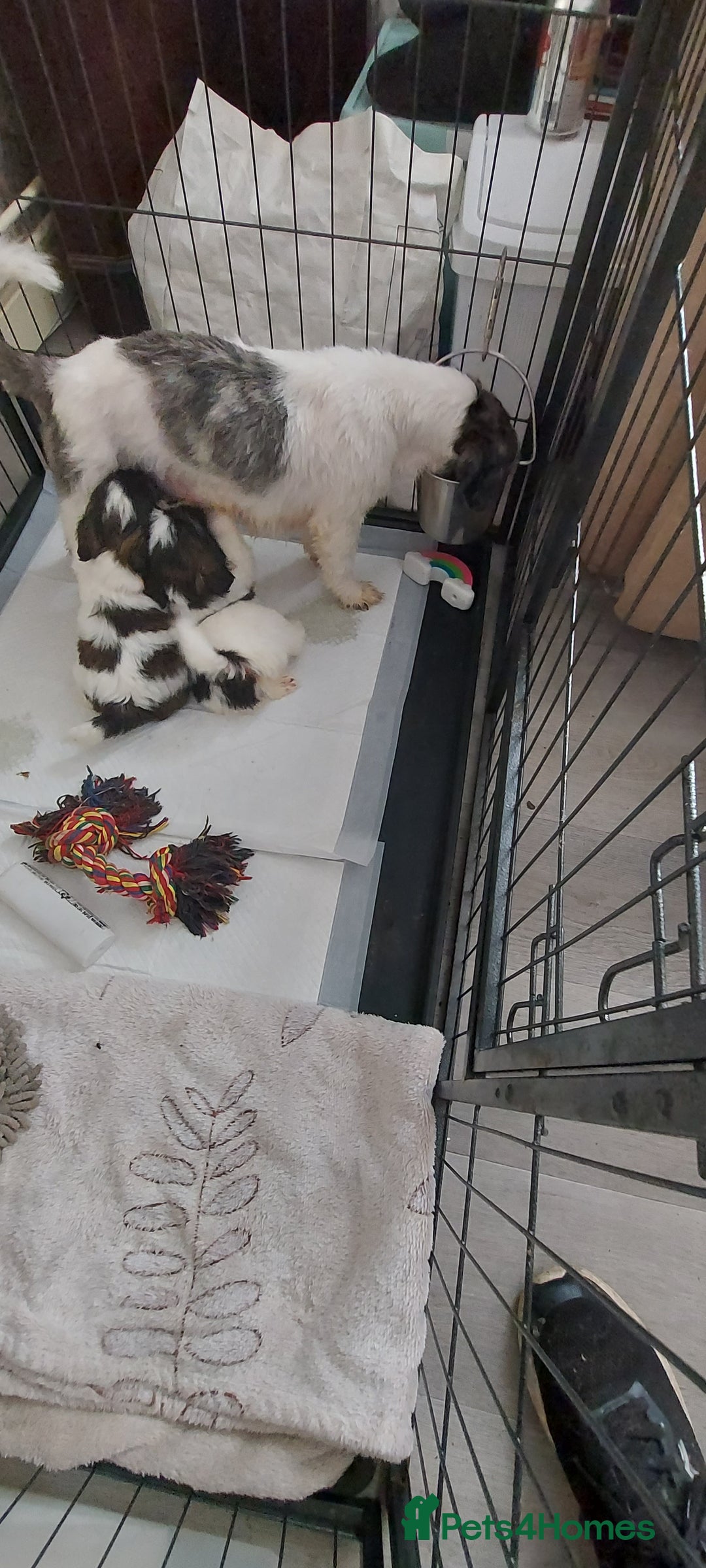 Shih Tzu dogs for sale: Shitz shu  - Image 4