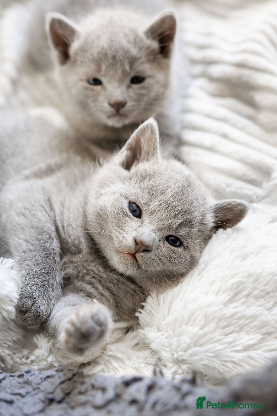 Russian Blue cats for sale: Pure Russian Blue Kittens, Silver Coat Green Eyes  - Advert 7
