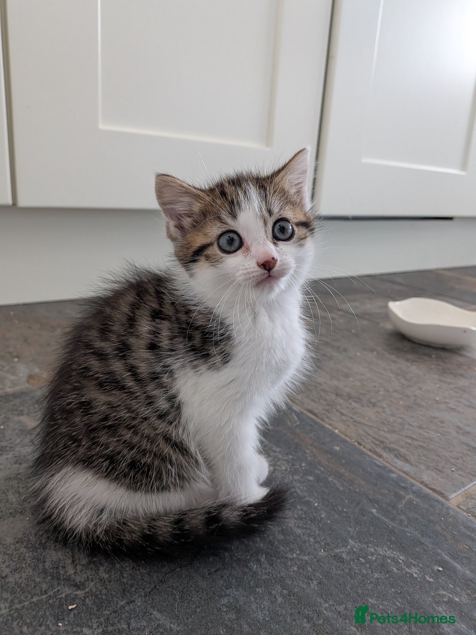 Mixed Breed cats 3 male kittens for sale - Advert 1