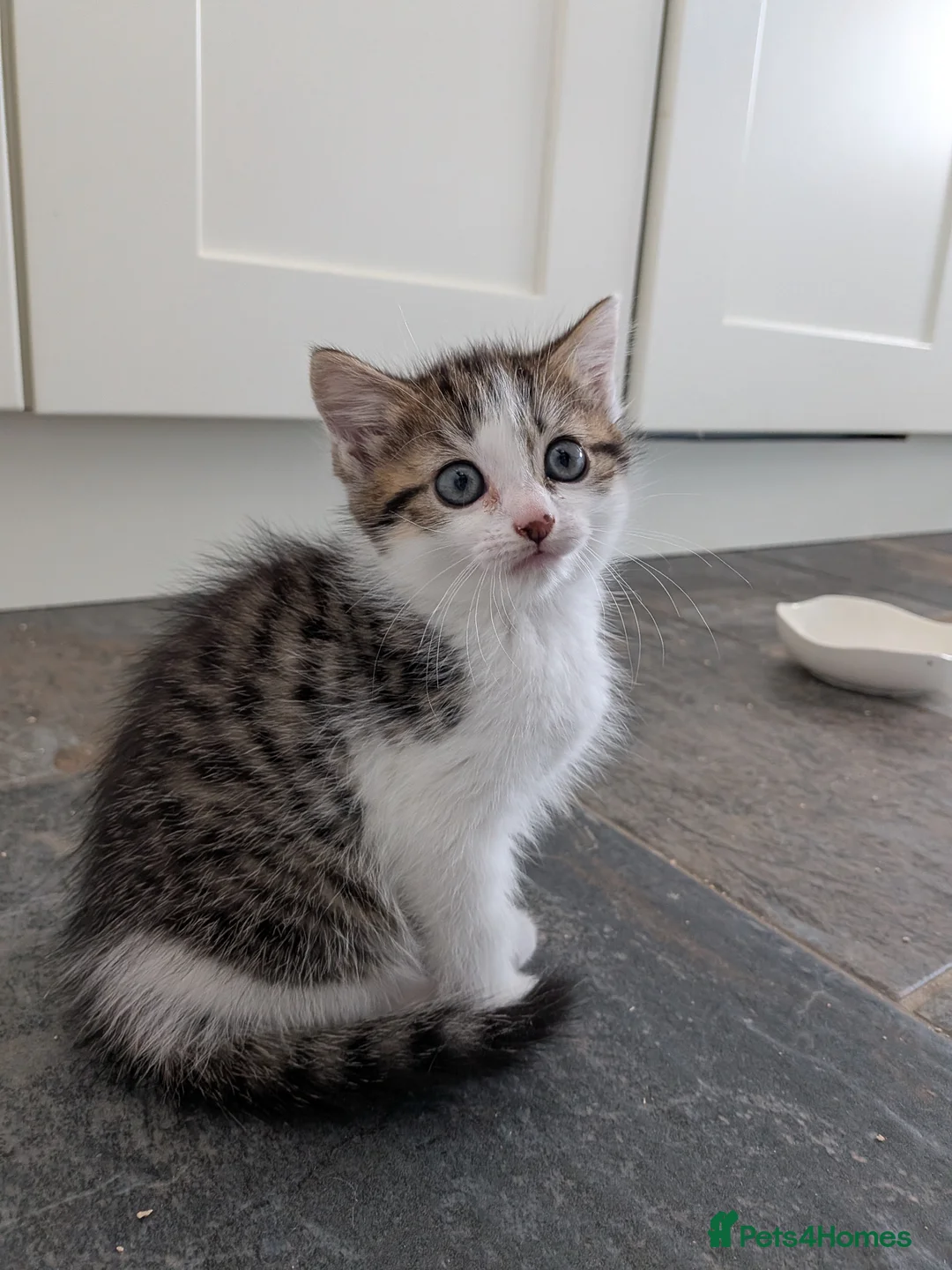 Mixed Breed cats for sale: 3 male kittens for sale - Advert 1