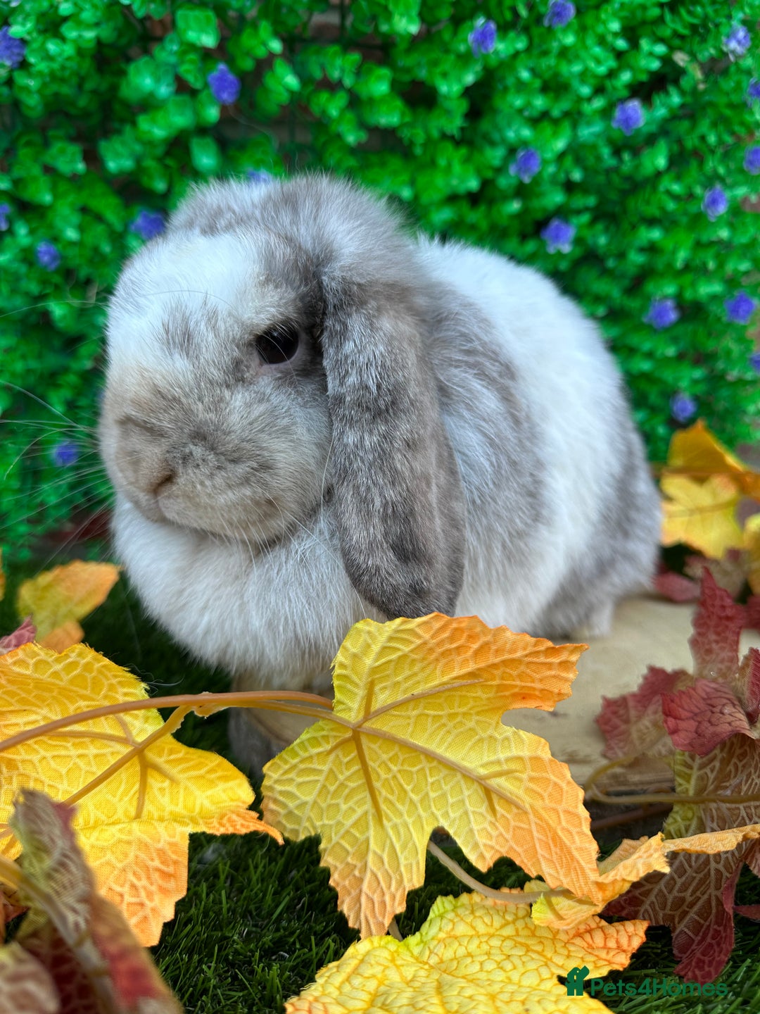 Mini Lop rabbits for sale: Beautiful mini lop adults (proven)  - Advert 13