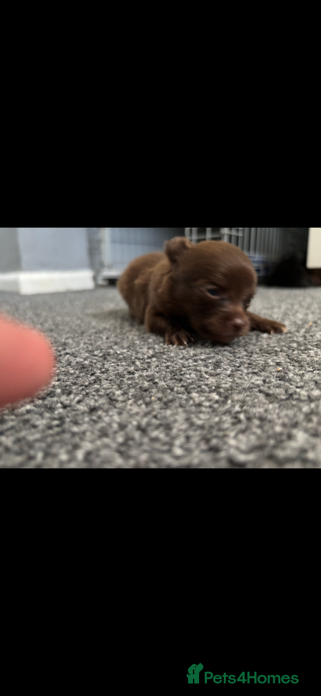 Pomchi dogs for sale: Pomchi puppie for sale - Image 8