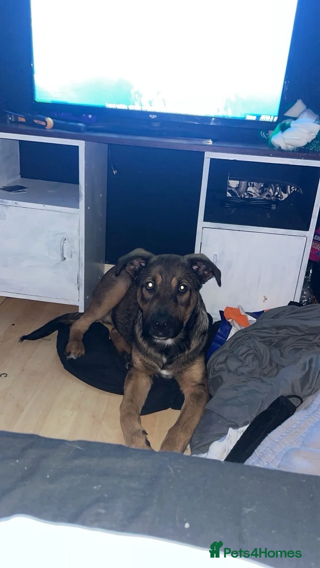 Rottweiler dogs for sale: Beautiful male german shepherd x Rottweiler - Advert 4