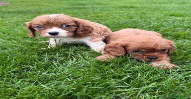 Cavalier King Charles Spaniel dogs - Advert 2