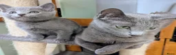 Russian Blue cats for sale: Affectionate Lap Kittens – Pedigree TICA - Advert 3