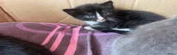 Mixed Breed cats for sale: 3 Litters of Loving and Playful Kittens  - Advert 11