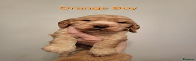 Orange Boy