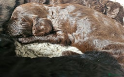 Cockapoo dogs for sale: Cockapoo puppies - Image 28