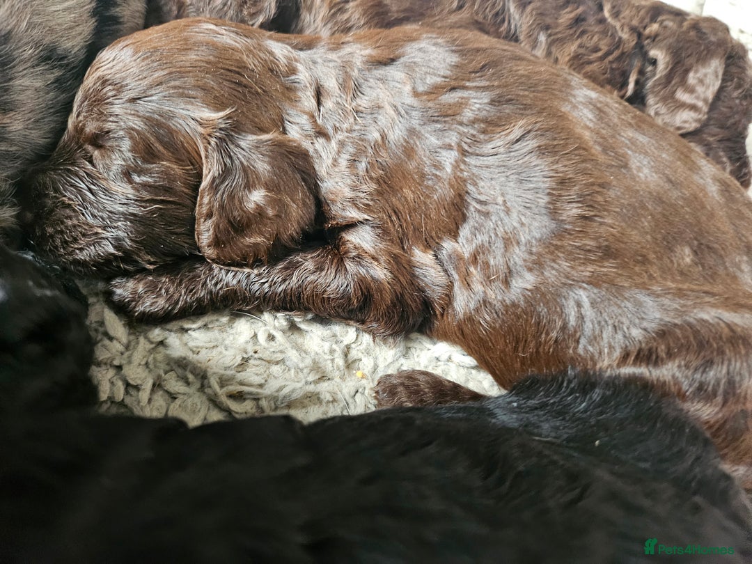 Cockapoo dogs for sale: Cockapoo puppies - Image 28