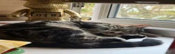 Domestic Shorthair cats for sale: 1 year old Domestic Shorthair Female  in London - Advert 1