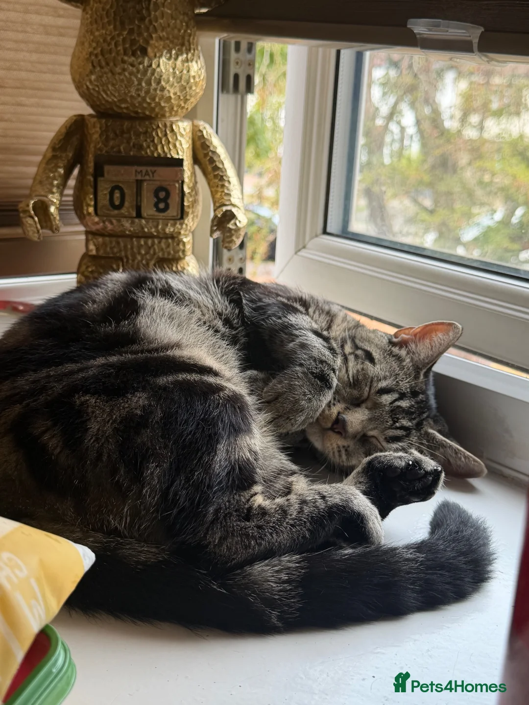 Domestic Shorthair cats for sale: 1 year old Domestic Shorthair Female  in London - Advert 1