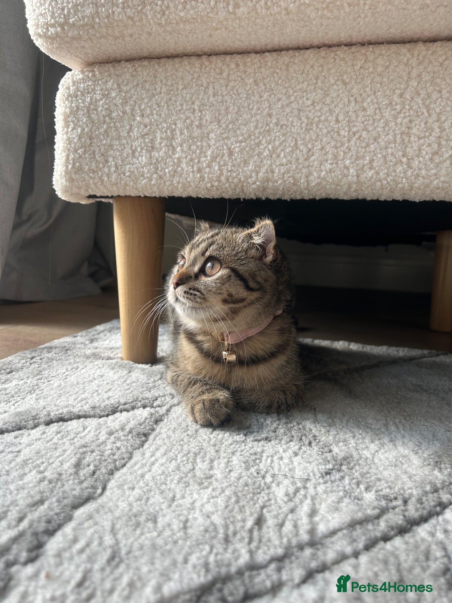 Scottish Fold cats for sale: Scottish fold for sale - Advert 2