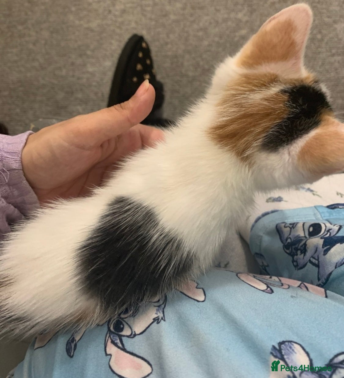 Mixed Breed cats I have this beautiful girl  - Advert 3