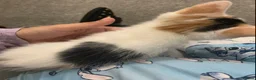Mixed Breed cats for sale: I have this beautiful girl  - Advert 1