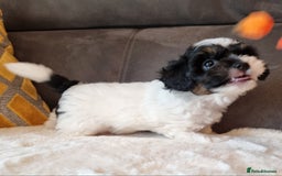 Shihpoo dogs for sale: Adorable little Shihpoo's, sold fully vaccinated - Image 38