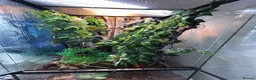 Chameleon reptiles for sale: Chameleon full setup exoterra  in Glasgow - Advert 5