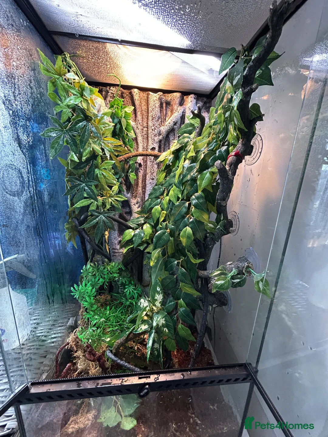 Chameleon reptiles for sale: Chameleon full setup exoterra  in Glasgow - Advert 5