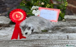 Hamster rodents for sale: Beautiful baby hamsters. Russian Dwarf and Syrian - Image 31