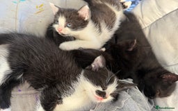 British Shorthair cats for sale: 4 adorable kittens ready for their new home!! - Image 8