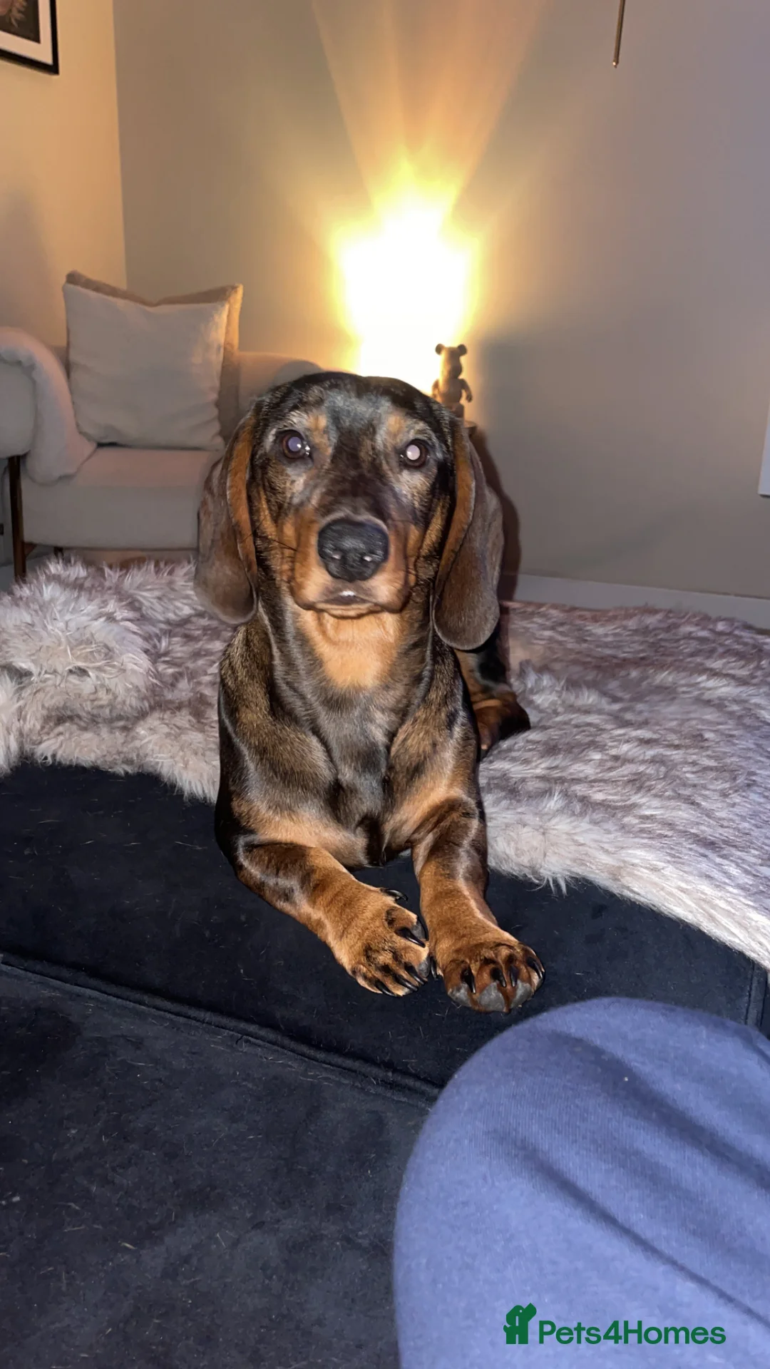Dachshund dogs for sale: Woody  in Corby - Advert 1