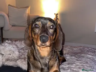 Dachshund dogs Woody - Advert 4
