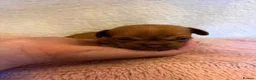 Chihuahua dogs for sale: Puppy chihuahuas  - Advert 3