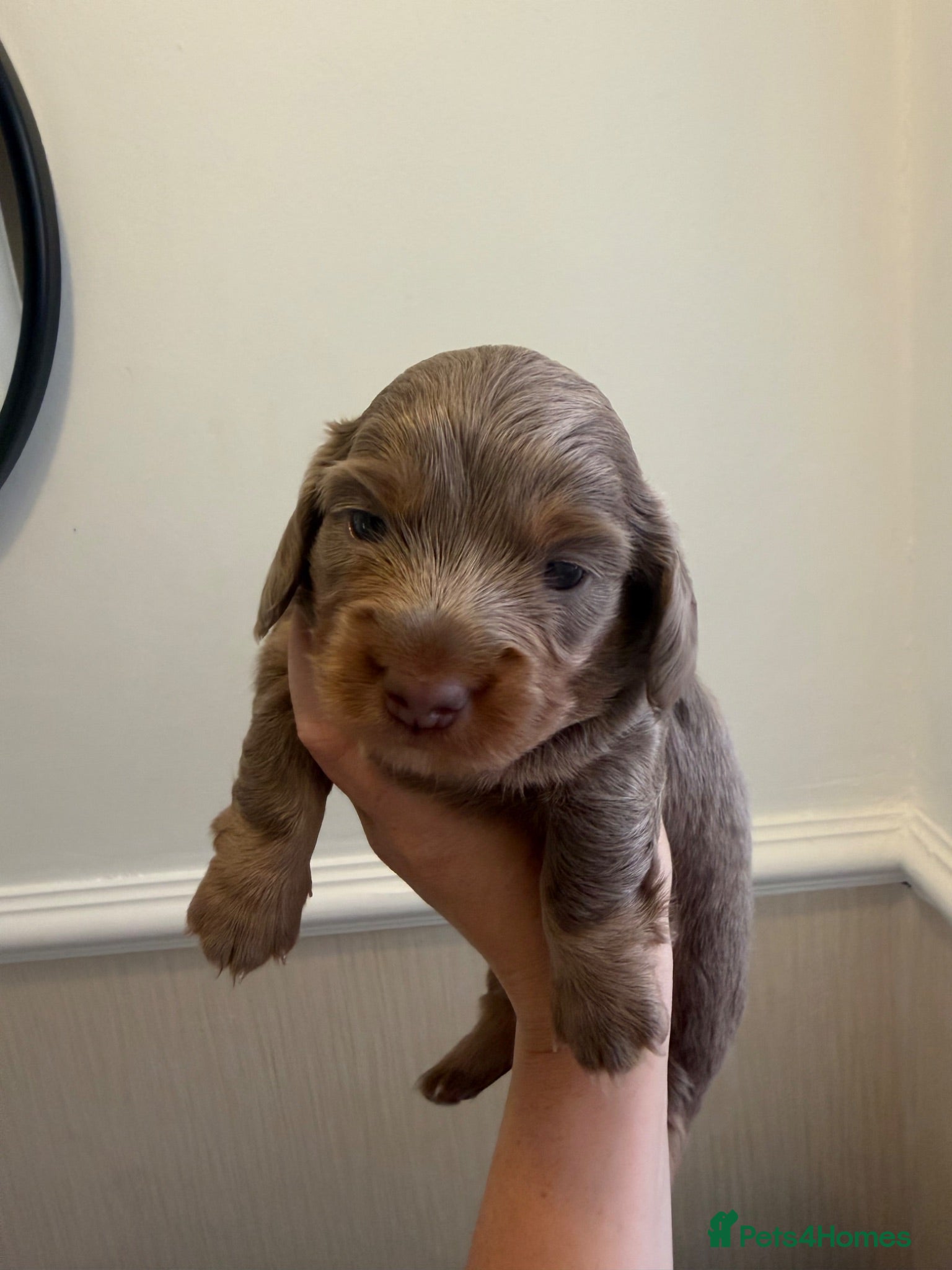 Miniature Dachshund dogs Long haired miniature dachshund x3 male - Advert 2