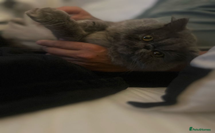 Persian cats - Advert 3