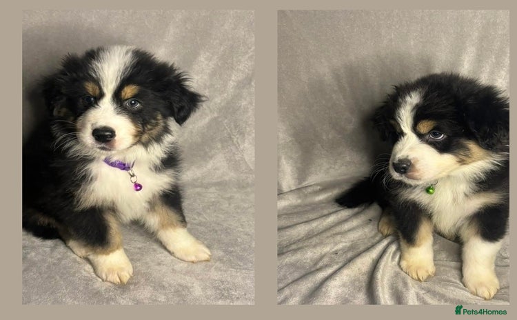 Australian Shepherd dogs KC registered Australian shepherd puppies  - Advert 2