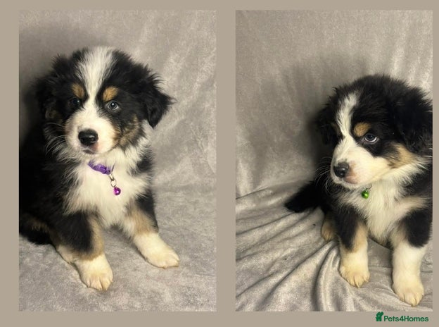 Australian Shepherd dogs KC registered Australian shepherd puppies - Advert 4